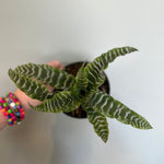 bromeliad cryptanthus (earth star) 'betty' shop now at flower + furbish5 inch, bromeliad, Dry to moist, earth star, low light, medium light, pet friendly