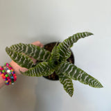 bromeliad cryptanthus (earth star) 'betty' shop now at flower + furbish5 inch, bromeliad, Dry to moist, earth star, low light, medium light, pet friendly