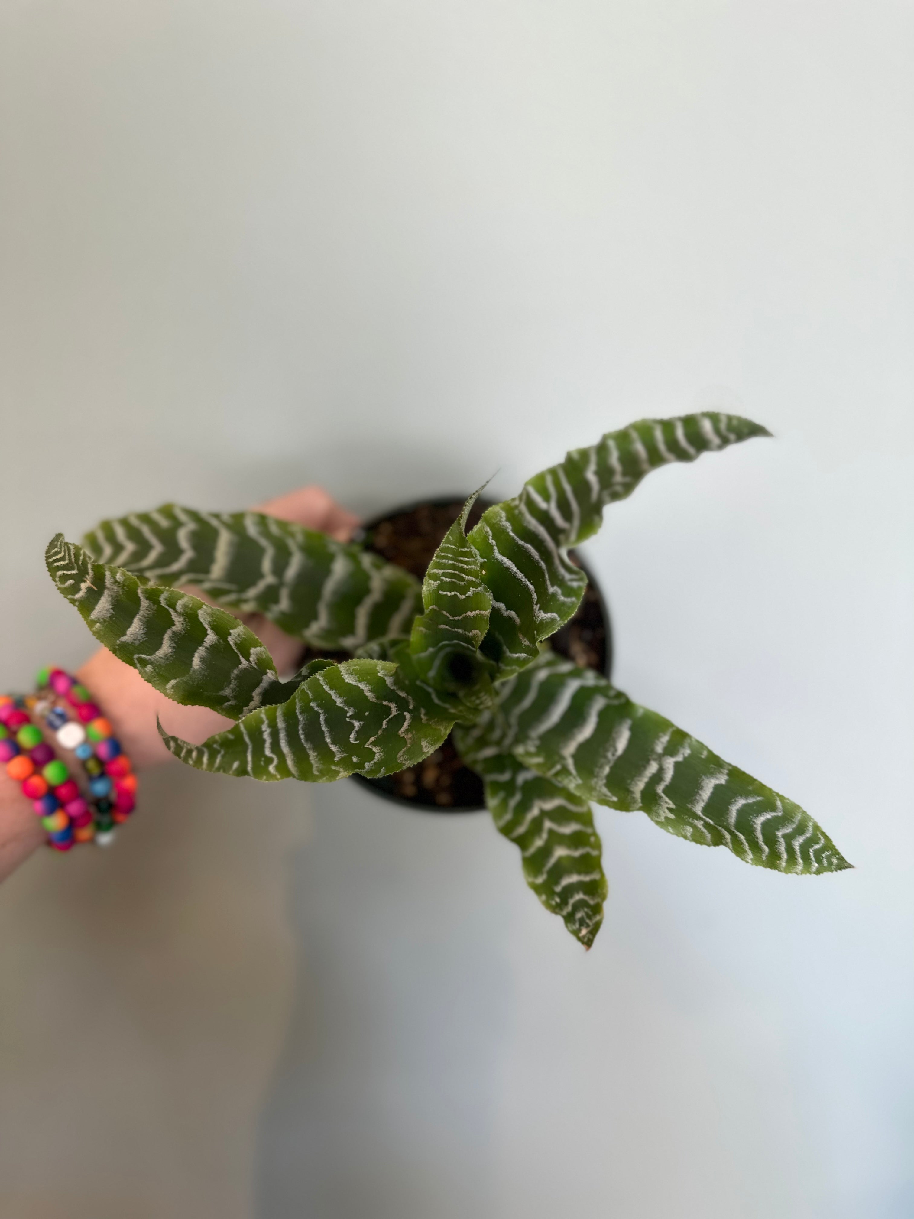 bromeliad cryptanthus (earth star) 'betty' shop now at flower + furbish5 inch, bromeliad, Dry to moist, earth star, low light, medium light, pet friendly