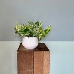 epipremnum aureum (marble queen pothos) shop now at flower + furbish14 inch, 6 inch, 8 inch, any light, Dry to moist, epipremnum aureum, Hanging basket, houseplant, marble queen pothos, pothos, toxic