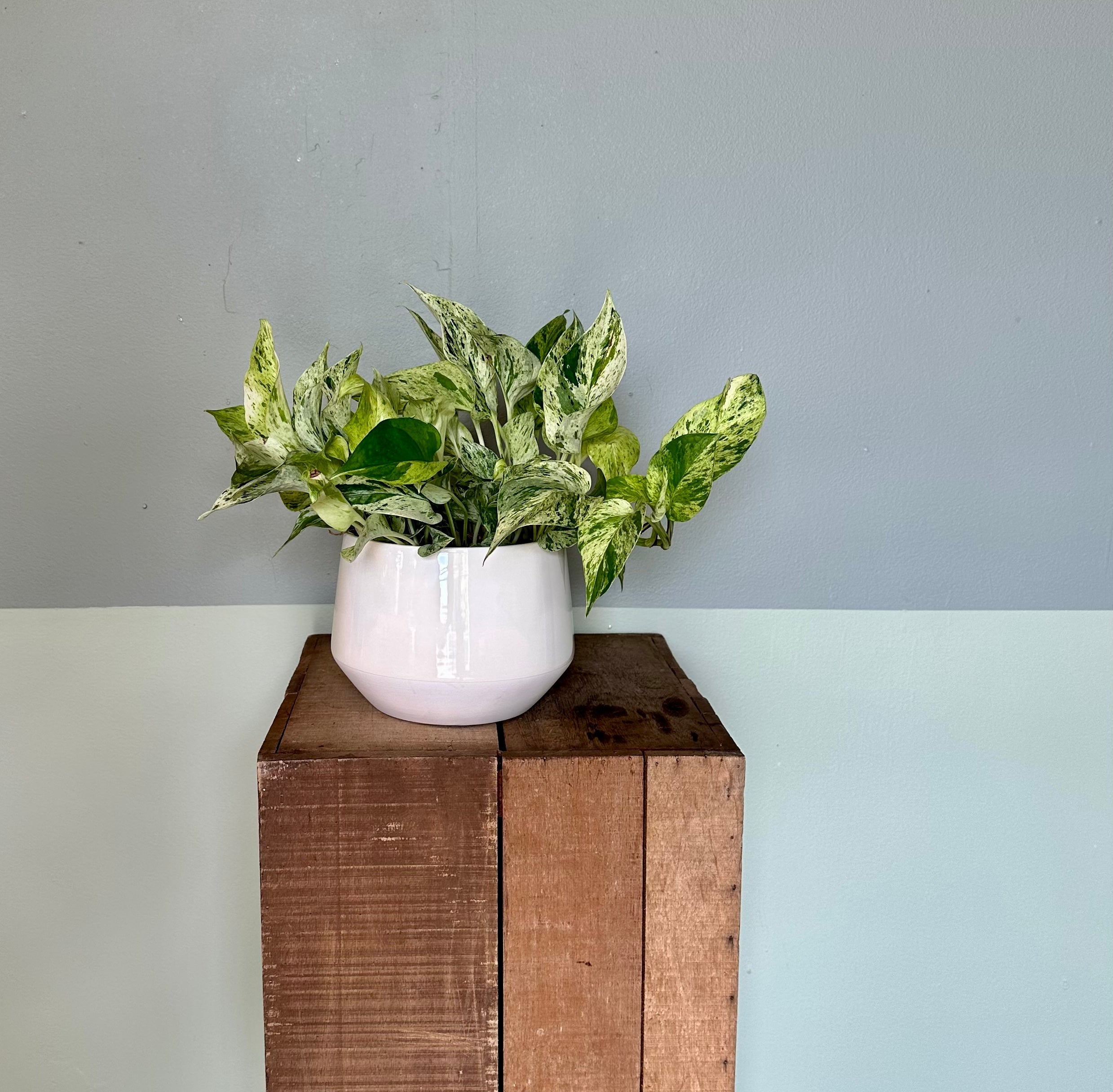 epipremnum aureum (marble queen pothos) shop now at flower + furbish14 inch, 6 inch, 8 inch, any light, Dry to moist, epipremnum aureum, Hanging basket, houseplant, marble queen pothos, pothos, toxic