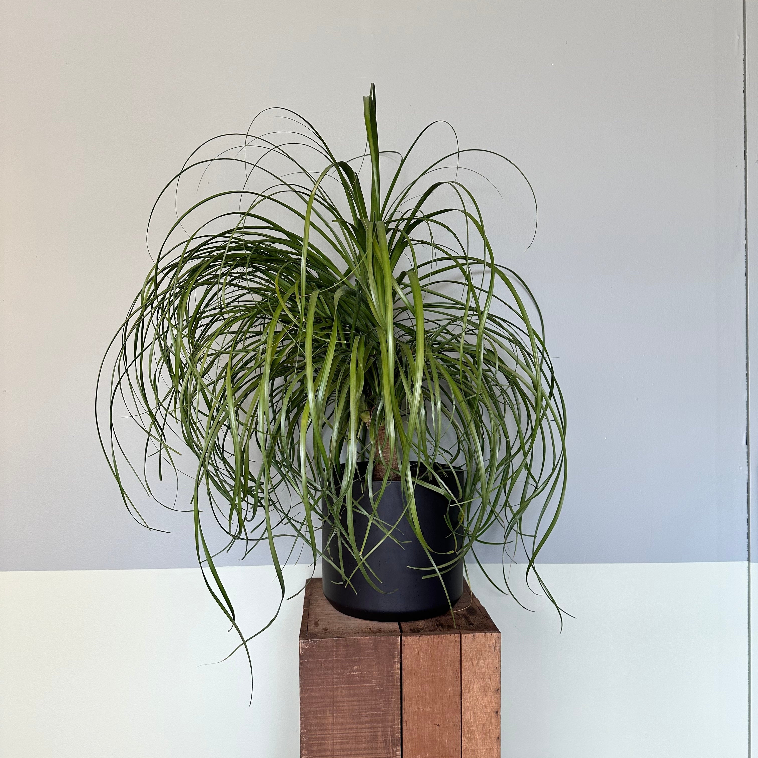 beaucarnea recurvata (ponytail palm) shop now at flower + furbish10 inch, 14 inch, bright light, Dry, houseplant, palm, pet friendly, ponytail palm