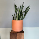 dracaena trifasciata (zeylanica) shop now at flower + furbish10 inch, 12 inch, 6 inch, 8 inch, any light, Dry, low light, mildly toxic, sansevieria, snake plant