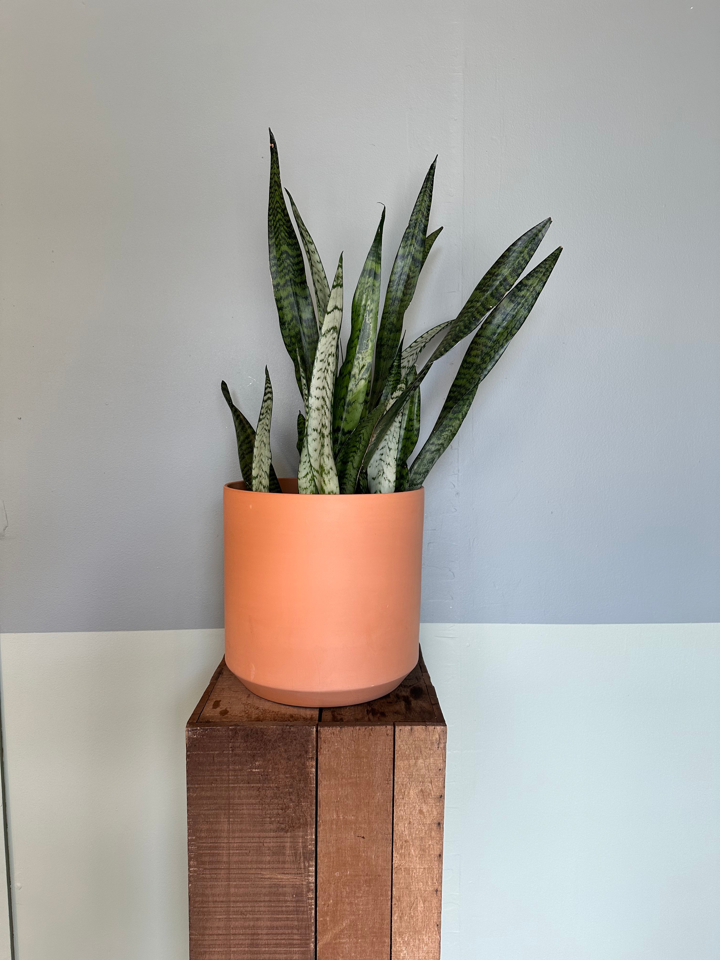 dracaena trifasciata (zeylanica) shop now at flower + furbish10 inch, 12 inch, 6 inch, 8 inch, any light, Dry, low light, mildly toxic, sansevieria, snake plant