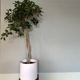 ficus microcarpa (moclame) shop now at flower + furbish10 inch, 14 inch, bright indirect light, ficus, ficus microcarpa, ficus moclame, moist, toxic