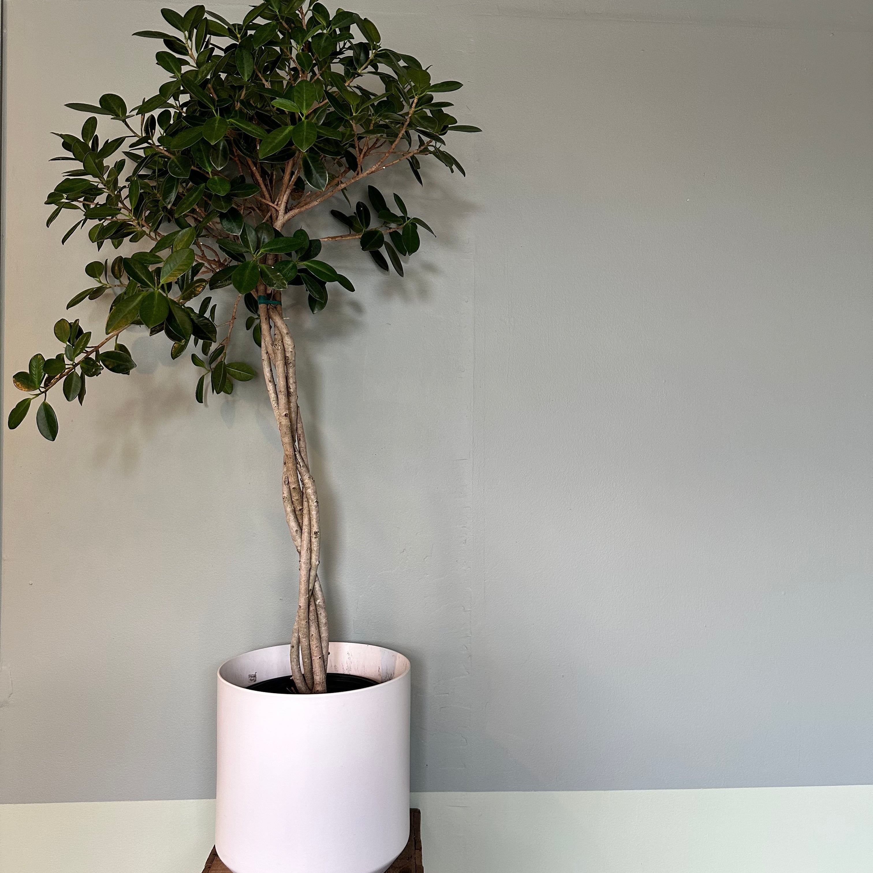 ficus microcarpa (moclame) shop now at flower + furbish10 inch, 14 inch, bright indirect light, ficus, ficus microcarpa, ficus moclame, moist, toxic