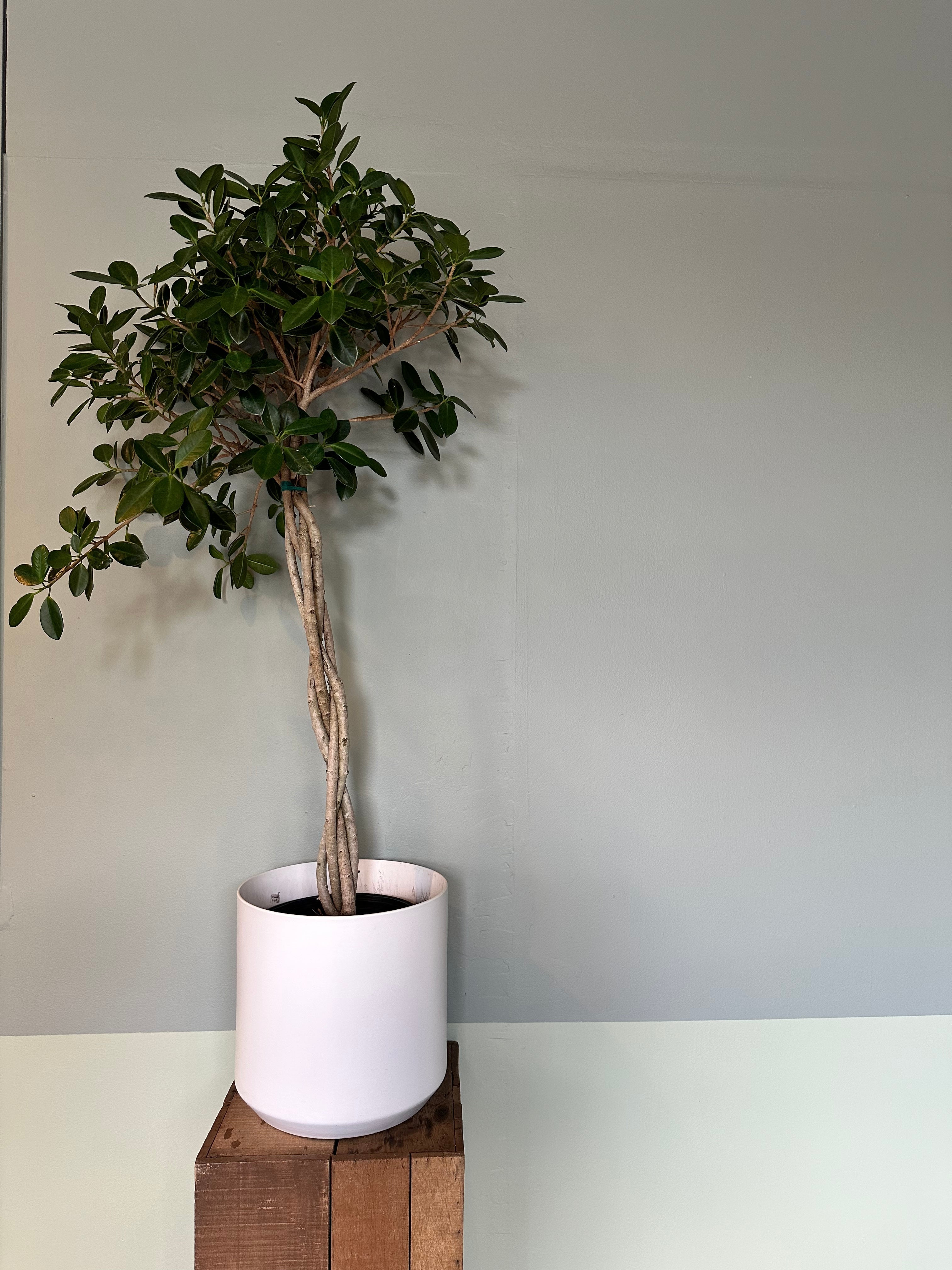 ficus microcarpa (moclame) shop now at flower + furbish10 inch, 14 inch, bright indirect light, ficus, ficus microcarpa, ficus moclame, moist, toxic