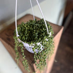 string of pearls hanging basket shop now at flower + furbishbright indirect light, Dry, pet friendly