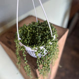 string of pearls hanging basket shop now at flower + furbishbright indirect light, Dry, pet friendly