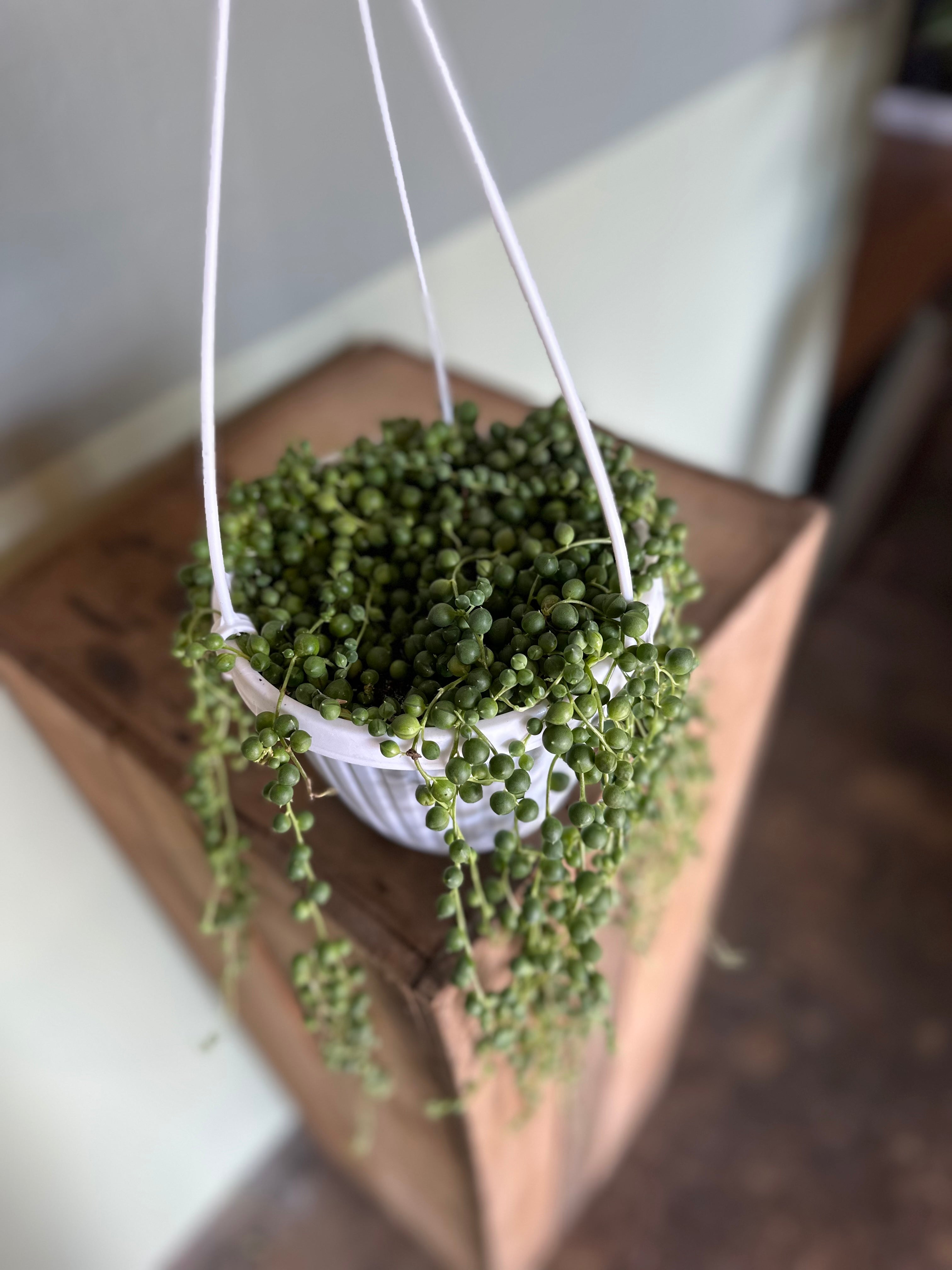 string of pearls hanging basket shop now at flower + furbishbright indirect light, Dry, pet friendly