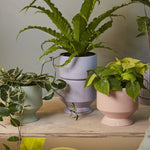 pasadena pot shop now at flower + furbishplant, plant pot, Pot, shipping, terra cotta