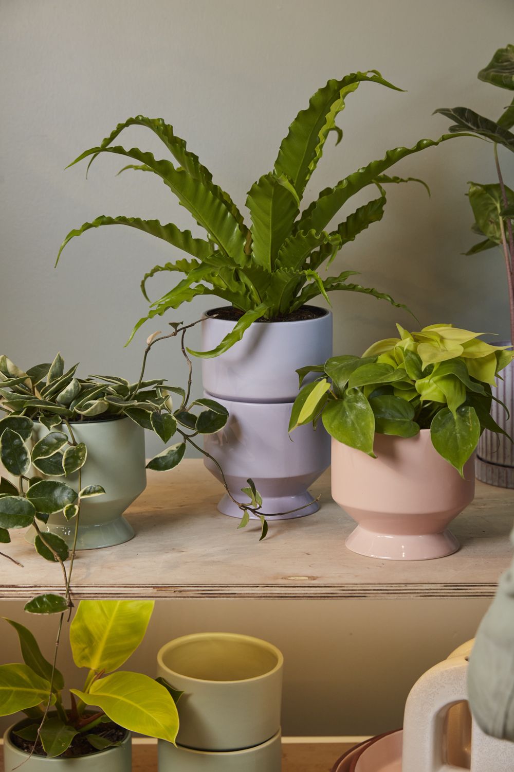 pasadena pot shop now at flower + furbishplant, plant pot, Pot, shipping, terra cotta