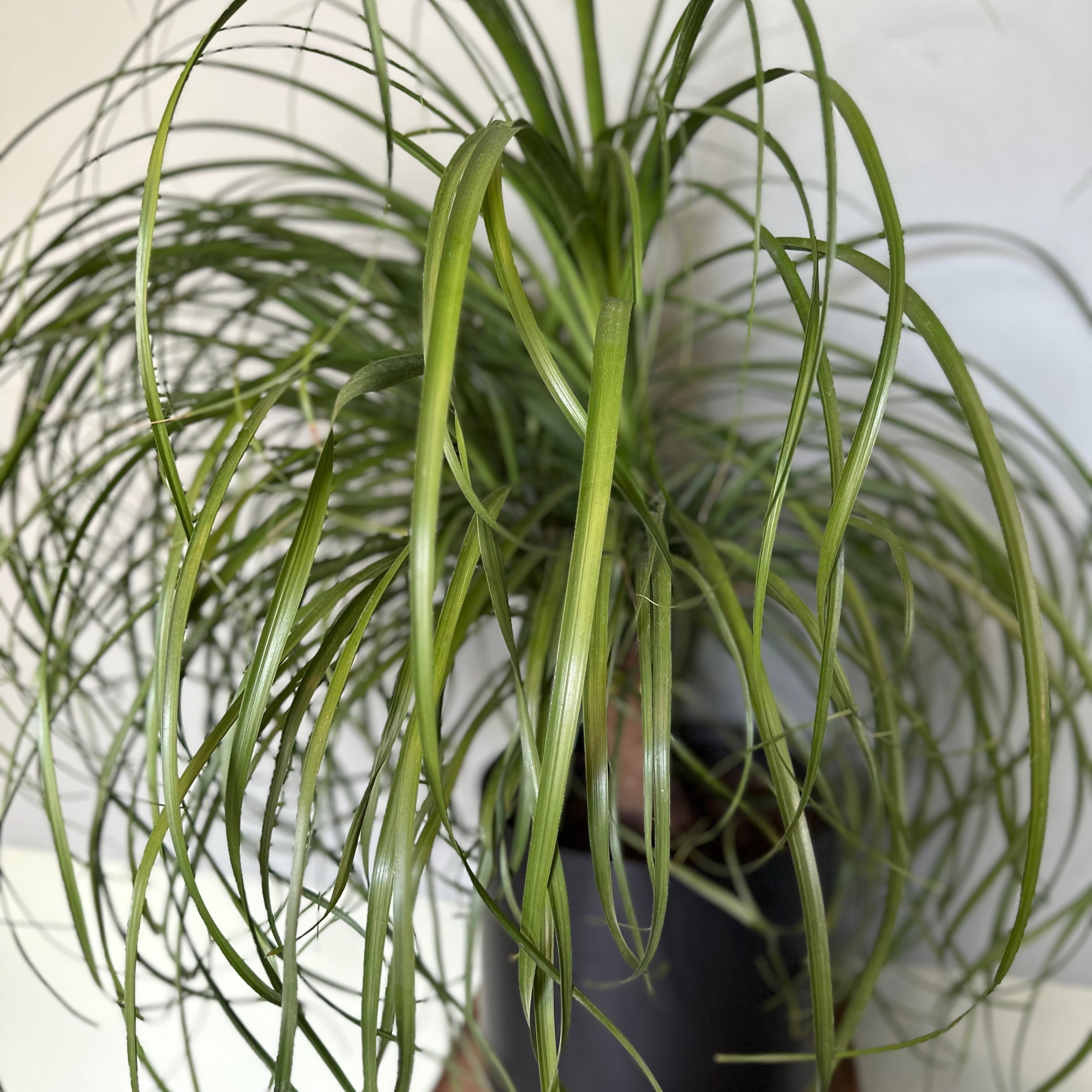 beaucarnea recurvata (ponytail palm) shop now at flower + furbish10 inch, 14 inch, bright light, Dry, houseplant, palm, pet friendly, ponytail palm