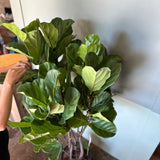 ficus lyrata (fiddle leaf fig) shop now at flower + furbish10 inch, 12 inch, 8 inch, 9 inch, bright light, Dry to moist, ficus, ficus lyrata, fiddle leaf fig, toxic