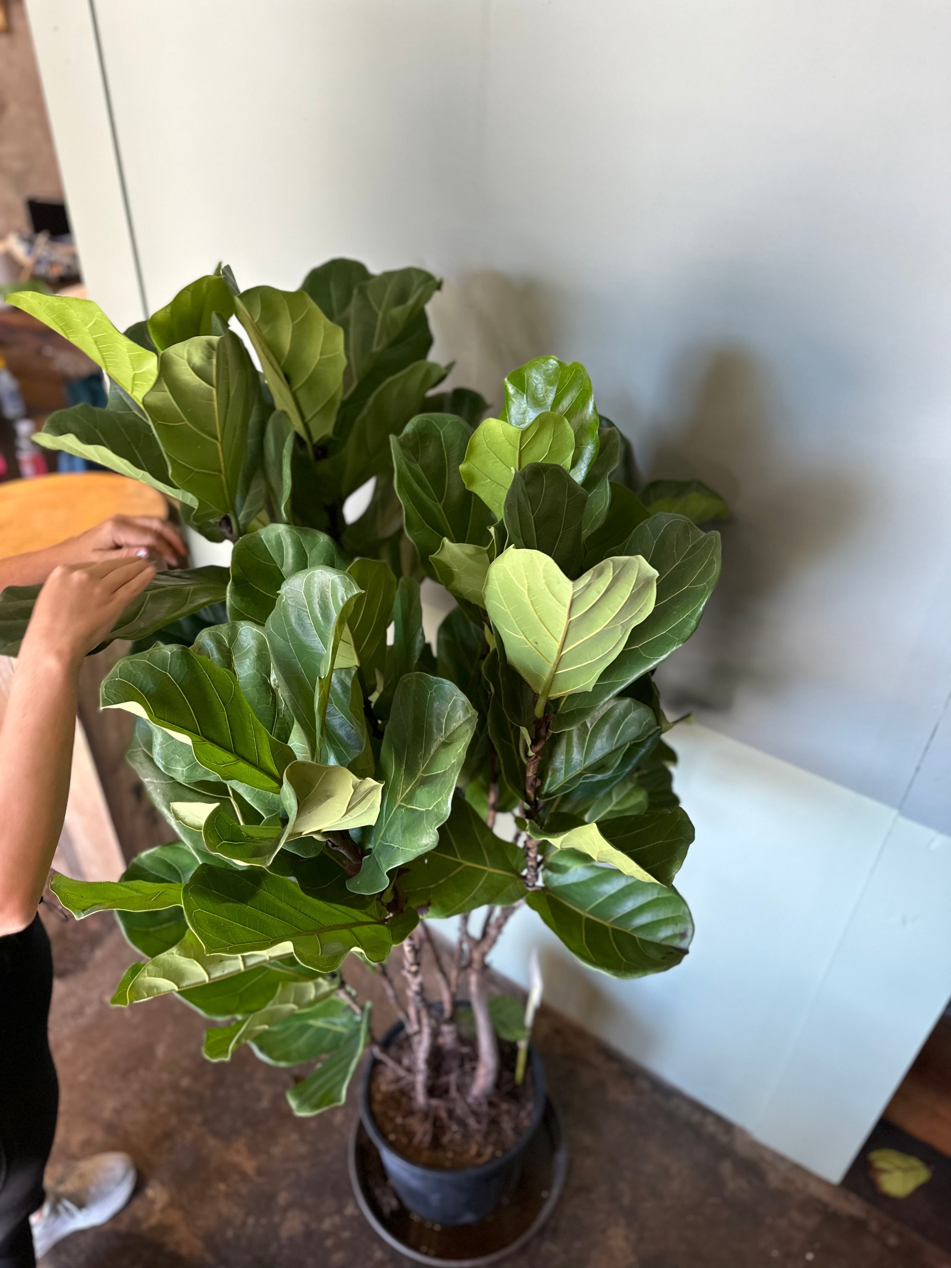 ficus lyrata (fiddle leaf fig) shop now at flower + furbish10 inch, 12 inch, 8 inch, 9 inch, bright light, Dry to moist, ficus, ficus lyrata, fiddle leaf fig, toxic