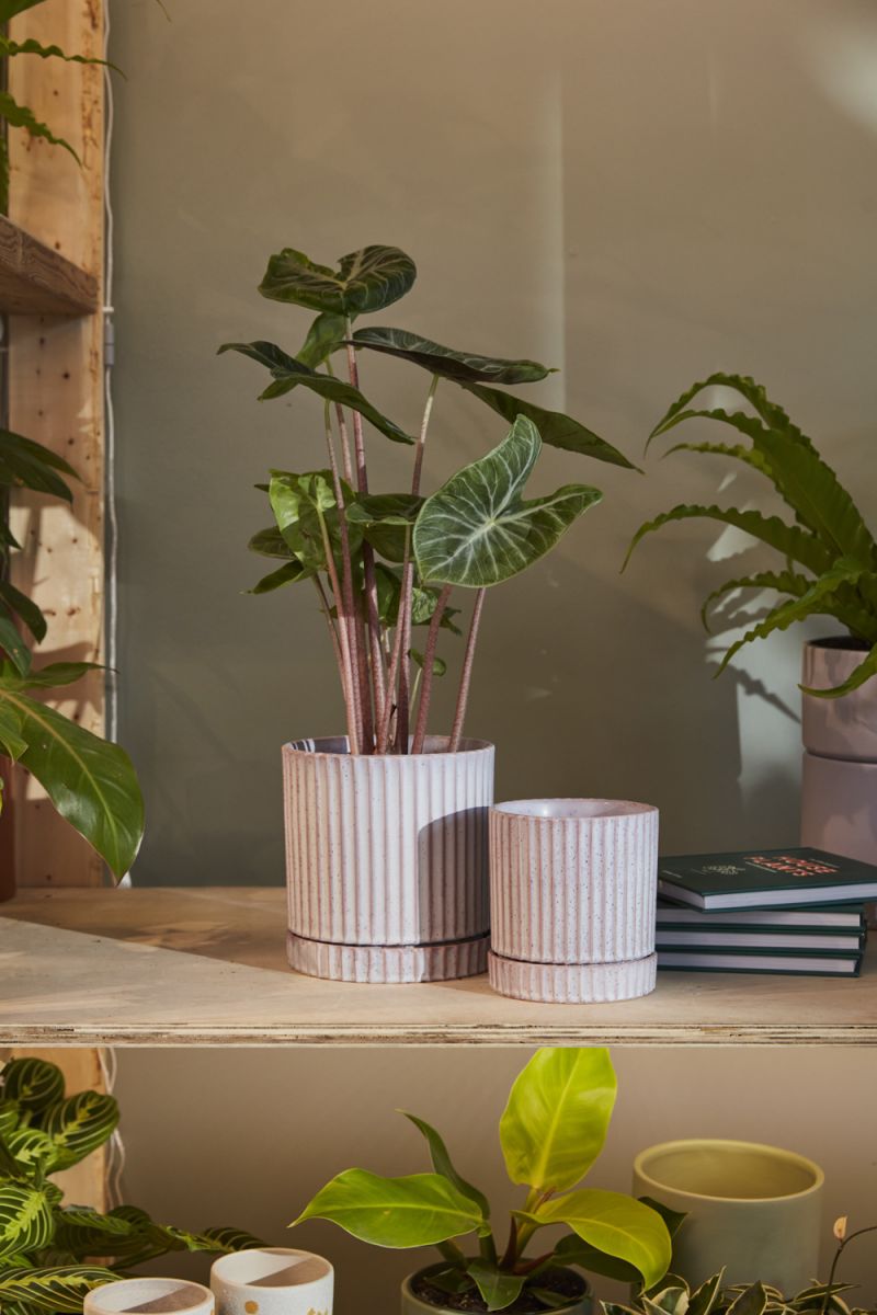 los feliz pot shop now at flower + furbishDrainage hole, plant, plant pot, Pot, shipping