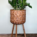 zamioculcas zamiifolia (zz plant) shop now at flower + furbish10 inch, 4 inch, 6 inch, air purifying, any light, Dry, houseplant, low light, toxic, zamioculcas zamiifolia, zz plant