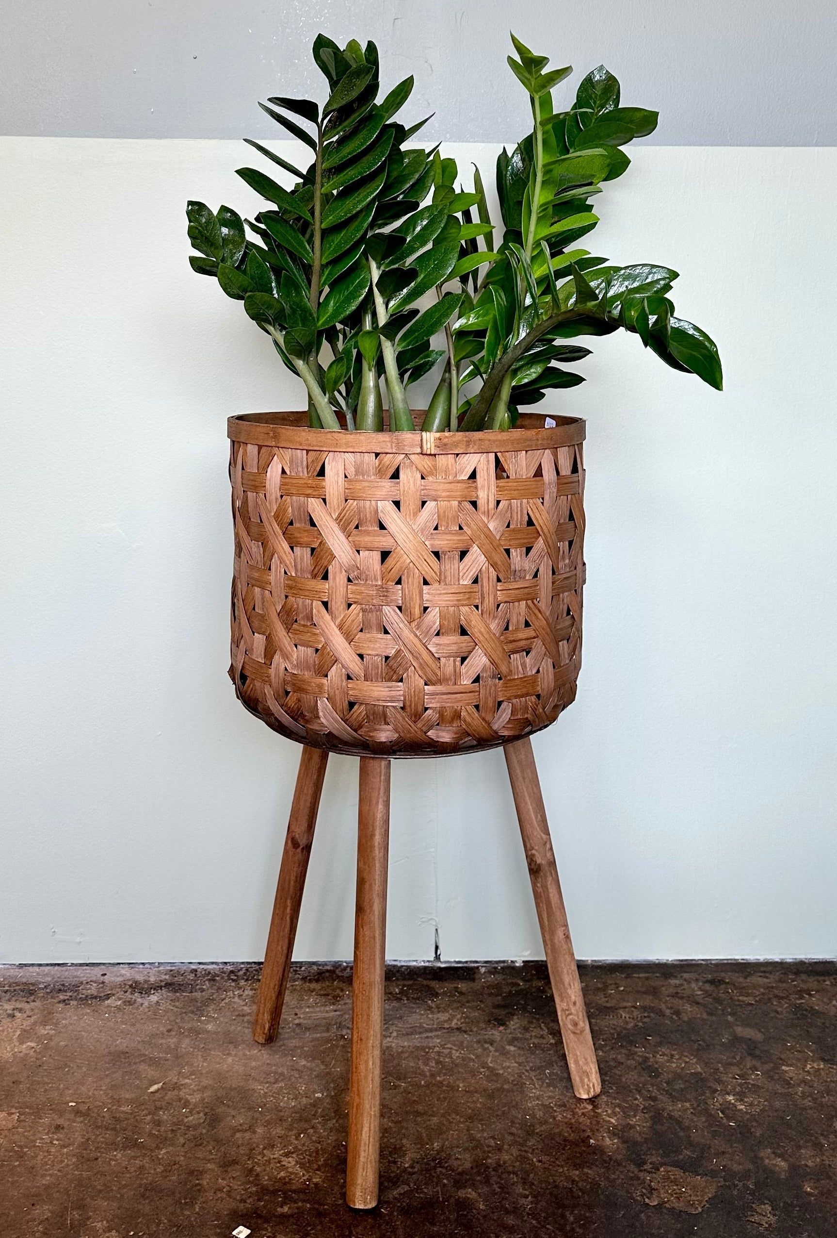 zamioculcas zamiifolia (zz plant) shop now at flower + furbish10 inch, 4 inch, 6 inch, air purifying, any light, Dry, houseplant, low light, toxic, zamioculcas zamiifolia, zz plant