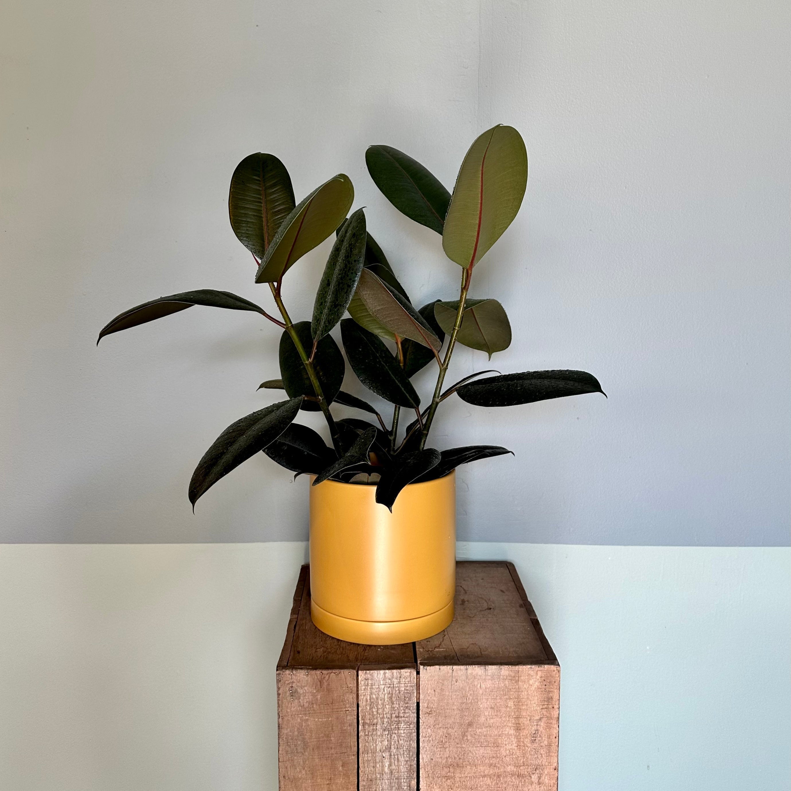 ficus elastica (burgundy bush) shop now at flower + furbish8 inch, 9 inch, bright indirect light, Dry to moist, toxic