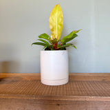 philodendron erubescens (prince of orange) shop now at flower + furbishDry to moist, Medium bright indirect light, toxic