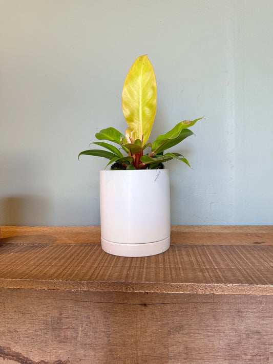 philodendron erubescens (prince of orange) philodendron from flower + furbish Shop now at flower + furbish