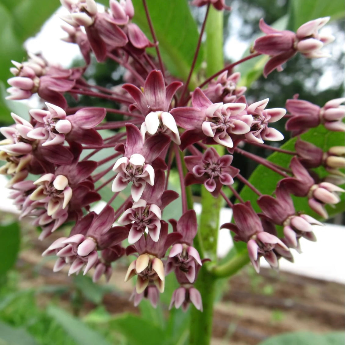 hudson valley milkweed seeds seed from flower + furbish Shop now at flower + furbish