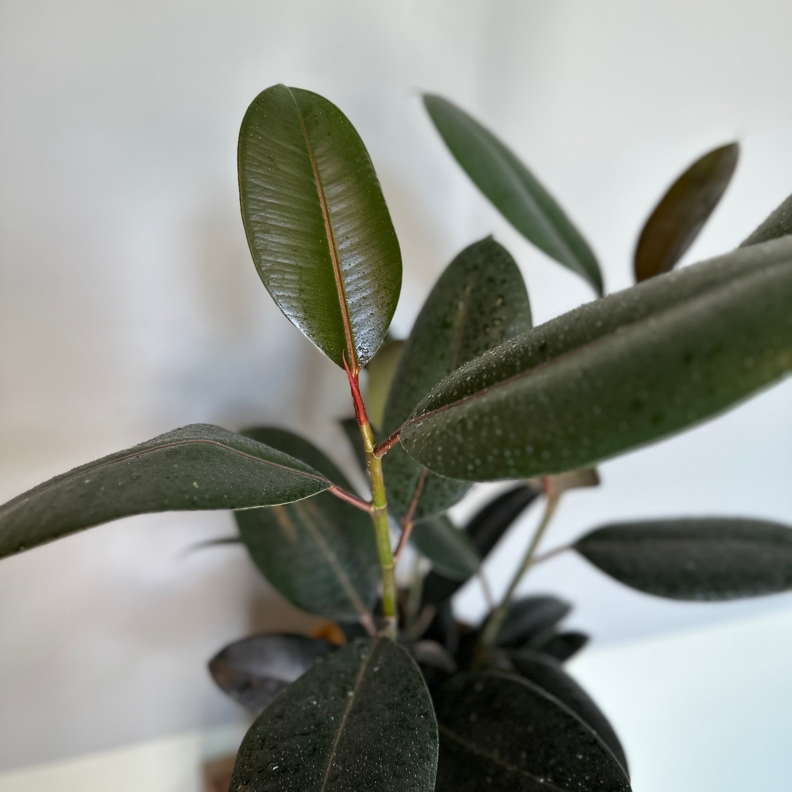 ficus elastica (burgundy bush) shop now at flower + furbish8 inch, 9 inch, bright indirect light, Dry to moist, toxic