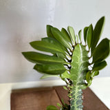 euphorbia trigona (african milk thistle) shop now at flower + furbish6 inch, bright light, Cactus, Direct light, dry, euphorbia trigona, toxic