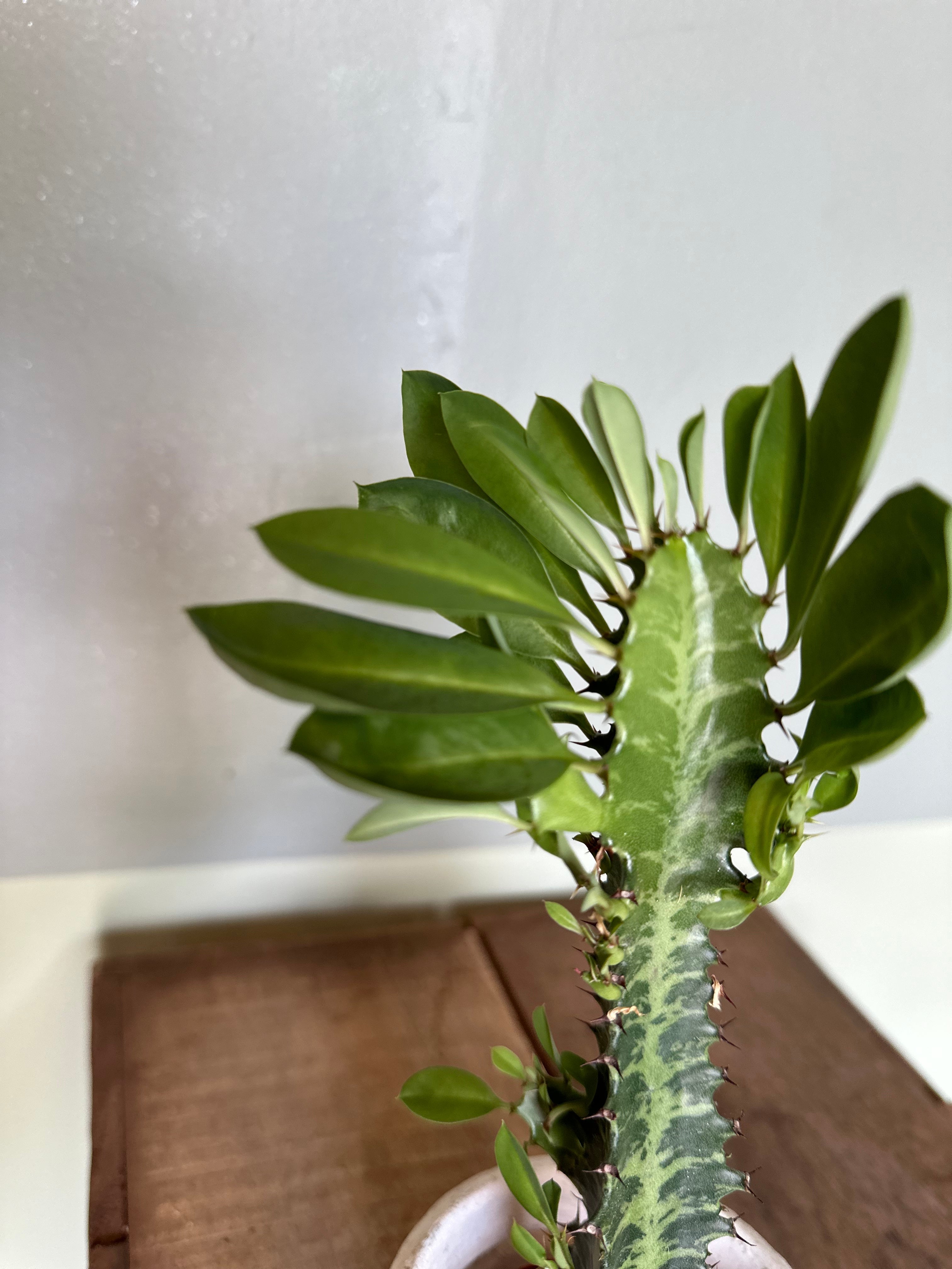 euphorbia trigona (african milk thistle) shop now at flower + furbish6 inch, bright light, Cactus, Direct light, dry, euphorbia trigona, toxic