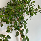 ficus microcarpa (moclame) shop now at flower + furbish10 inch, 14 inch, bright indirect light, ficus, ficus microcarpa, ficus moclame, moist, toxic