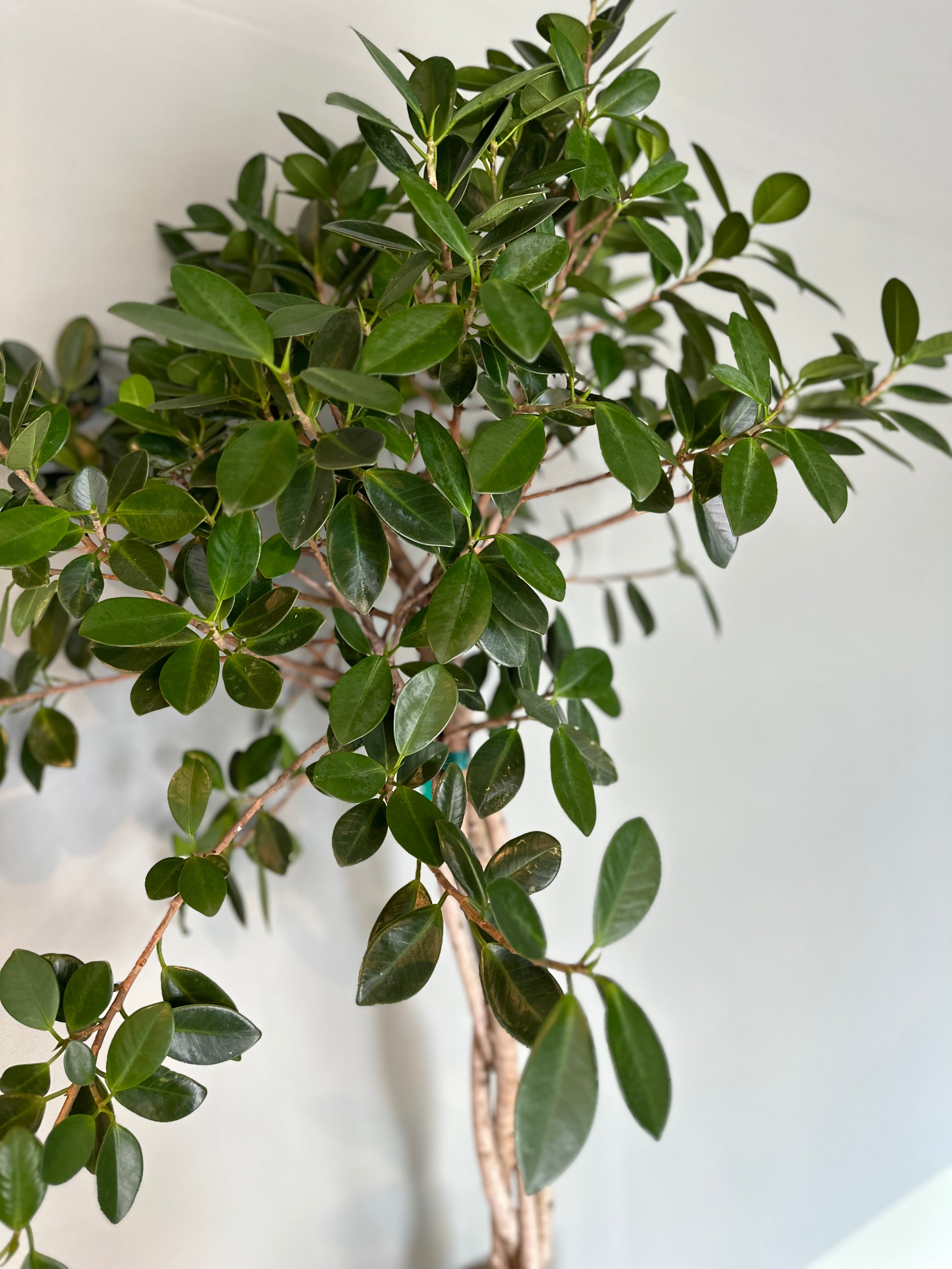 ficus microcarpa (moclame) shop now at flower + furbish10 inch, 14 inch, bright indirect light, ficus, ficus microcarpa, ficus moclame, moist, toxic