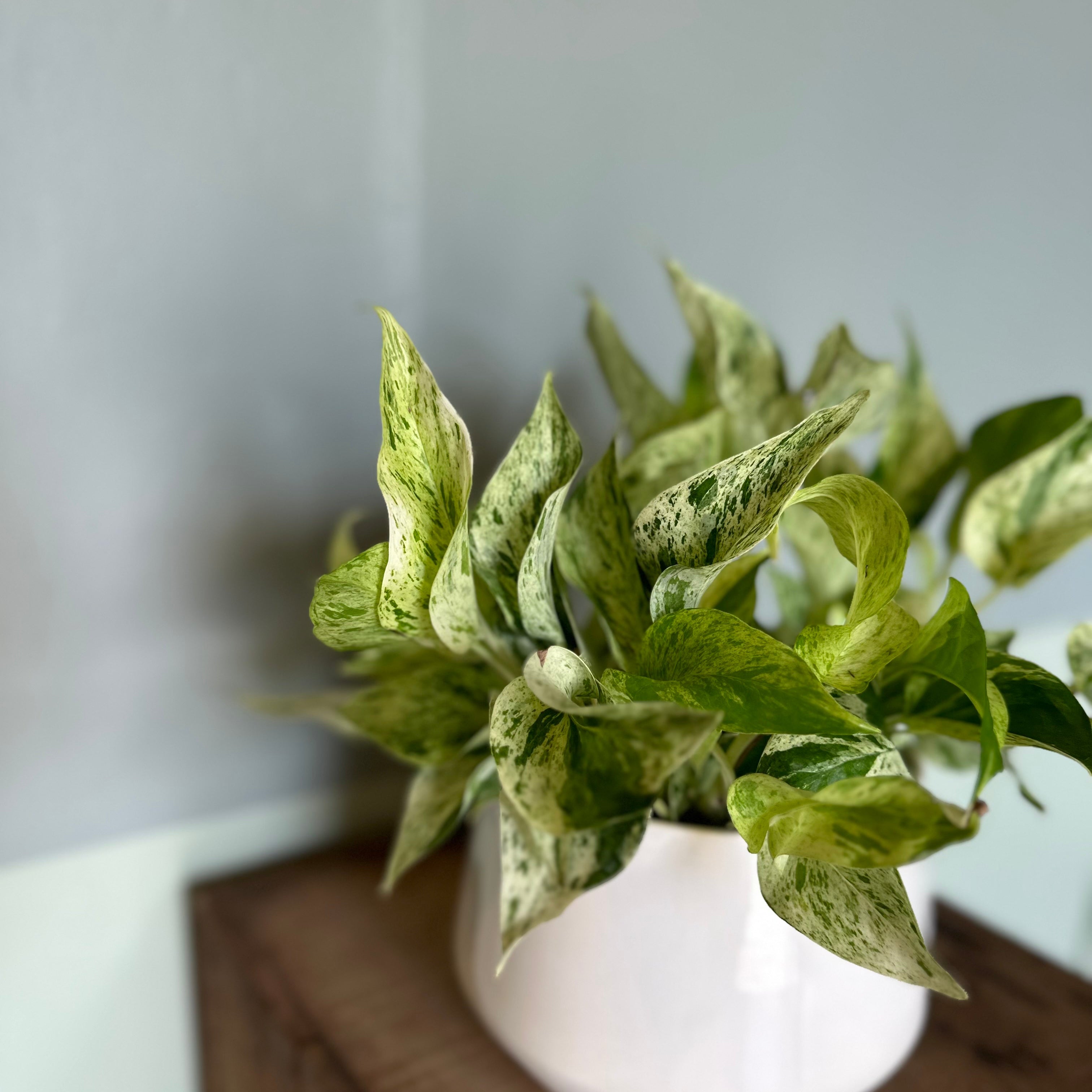 epipremnum aureum (marble queen pothos) shop now at flower + furbish14 inch, 6 inch, 8 inch, any light, Dry to moist, epipremnum aureum, Hanging basket, houseplant, marble queen pothos, pothos, toxic