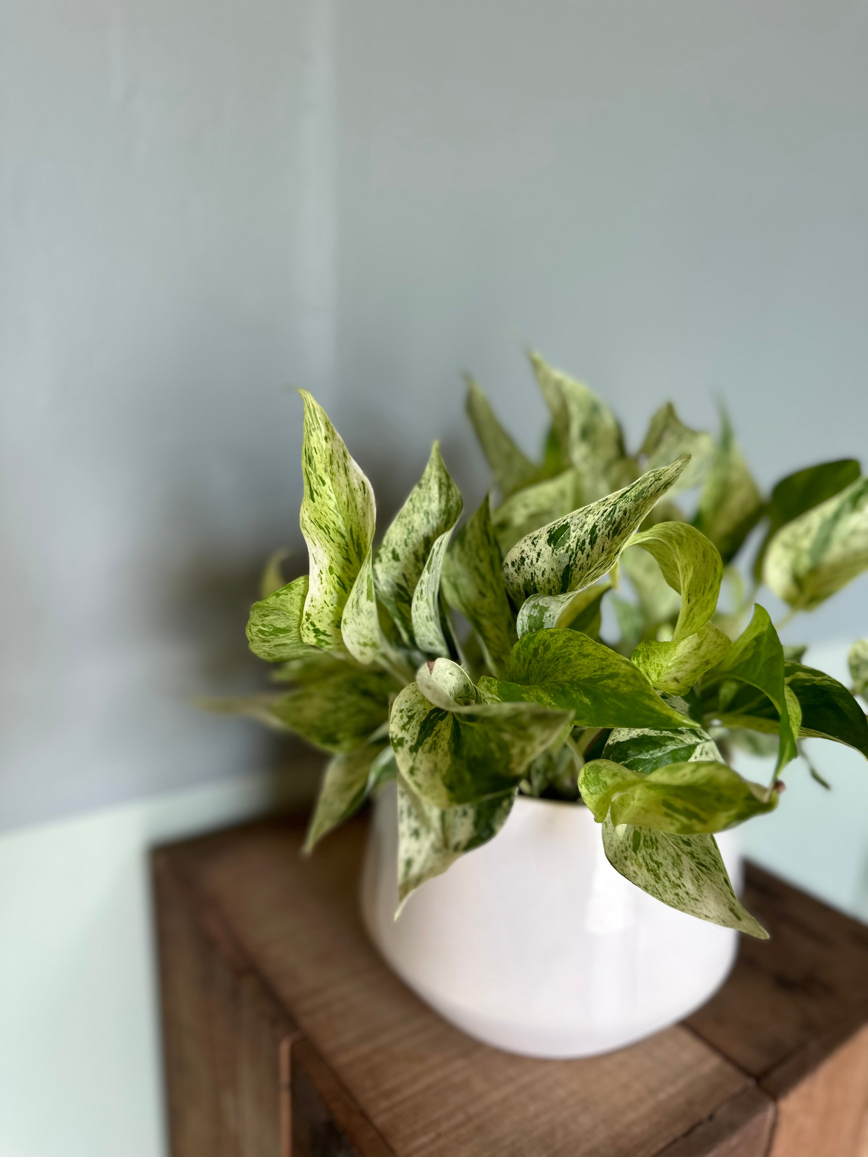 epipremnum aureum (marble queen pothos) shop now at flower + furbish14 inch, 6 inch, 8 inch, any light, Dry to moist, epipremnum aureum, Hanging basket, houseplant, marble queen pothos, pothos, toxic