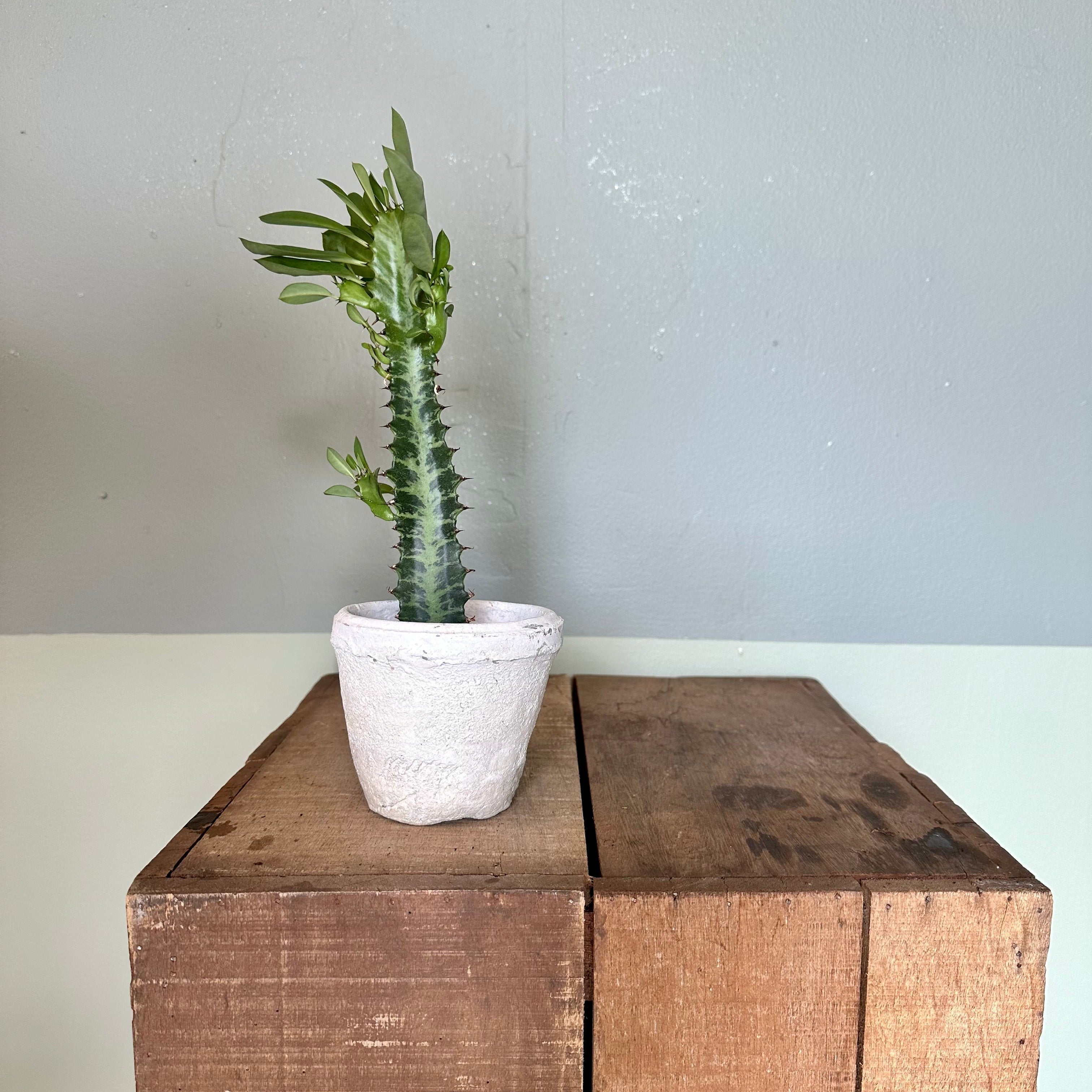 euphorbia trigona (african milk thistle) shop now at flower + furbish6 inch, bright light, Cactus, Direct light, dry, euphorbia trigona, toxic