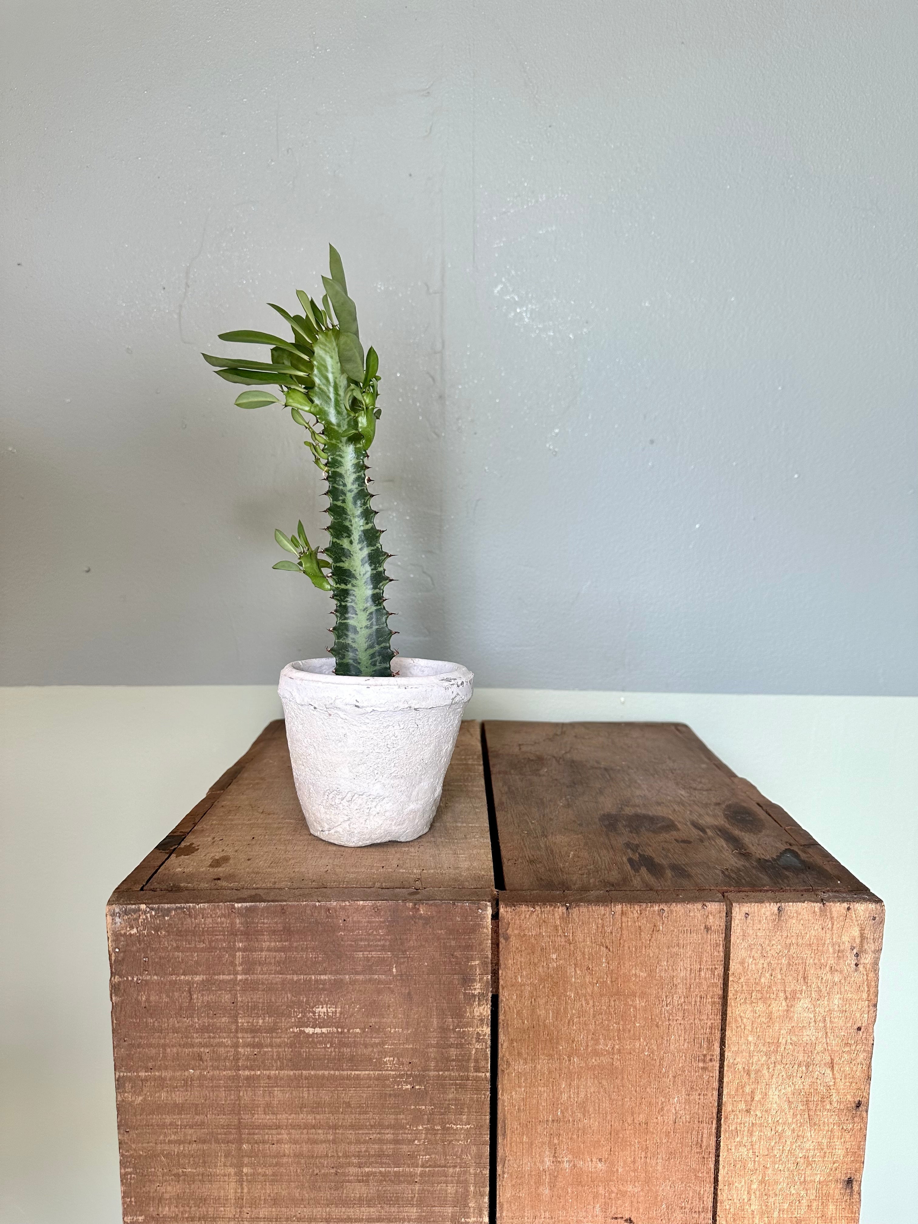 euphorbia trigona (african milk thistle) shop now at flower + furbish6 inch, bright light, Cactus, Direct light, dry, euphorbia trigona, toxic