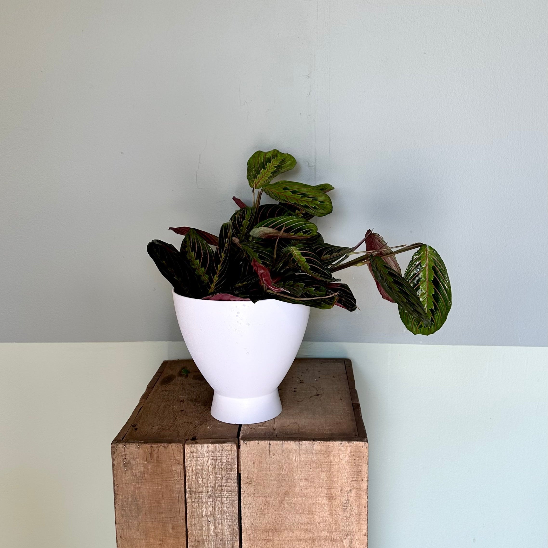 maranta red calathea shop now at flower + furbishMedium bright indirect light, moist, Non toxic