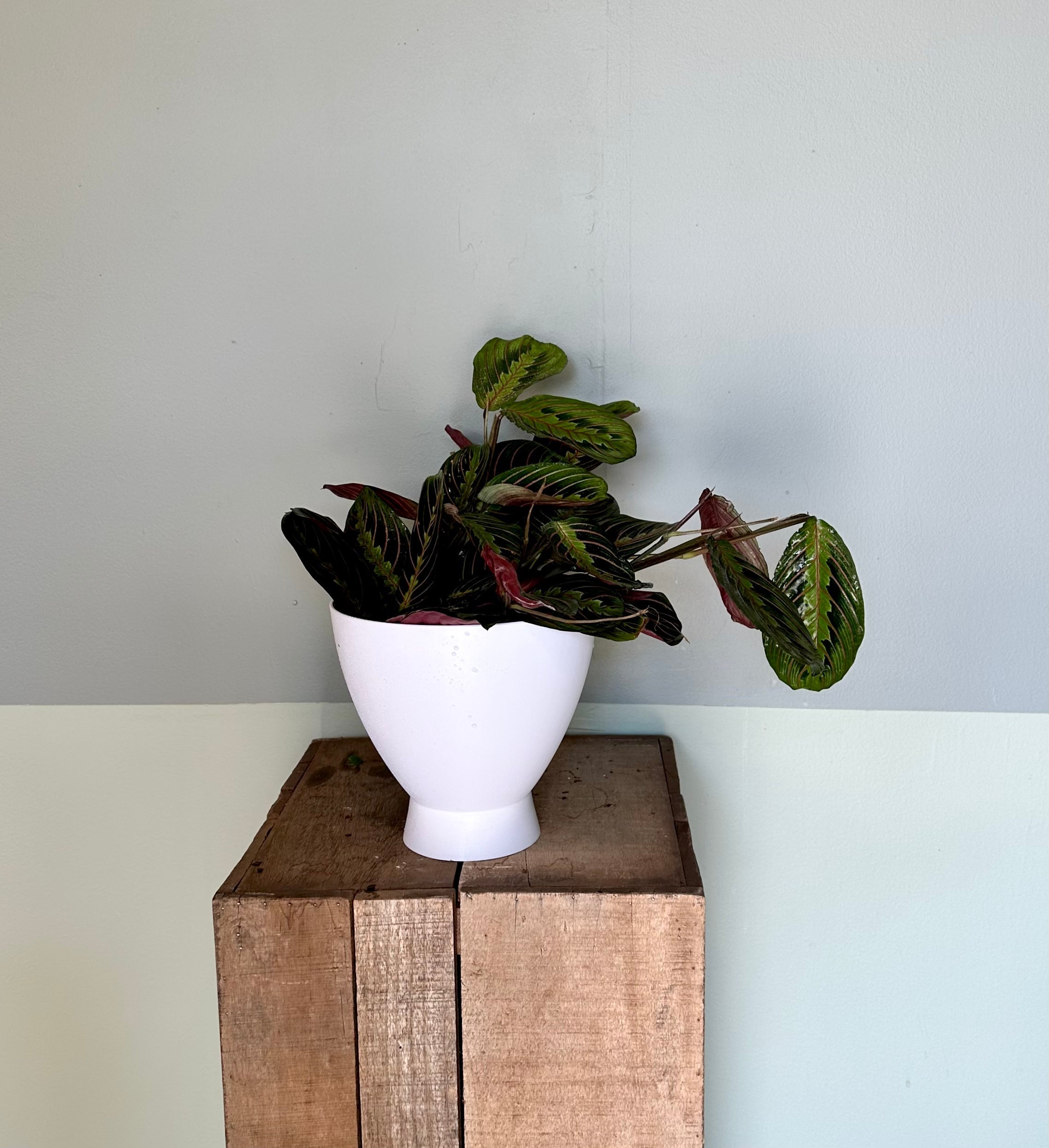 maranta red calathea shop now at flower + furbishMedium bright indirect light, moist, Non toxic