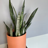 dracaena trifasciata (zeylanica) shop now at flower + furbish10 inch, 12 inch, 6 inch, 8 inch, any light, Dry, low light, mildly toxic, sansevieria, snake plant