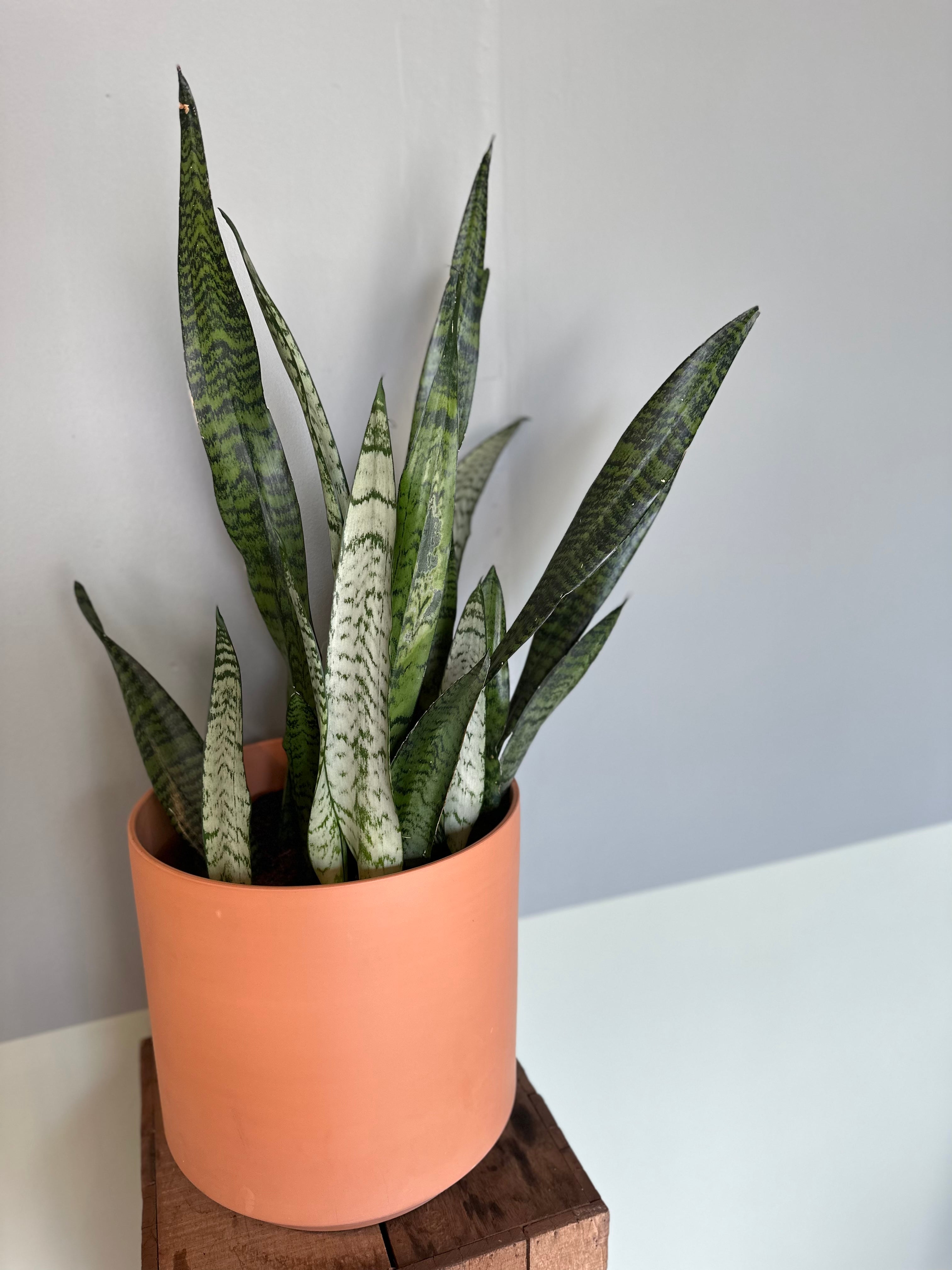 dracaena trifasciata (zeylanica) shop now at flower + furbish10 inch, 12 inch, 6 inch, 8 inch, any light, Dry, low light, mildly toxic, sansevieria, snake plant