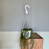 string of pearls hanging basket shop now at flower + furbishbright indirect light, Dry, pet friendly