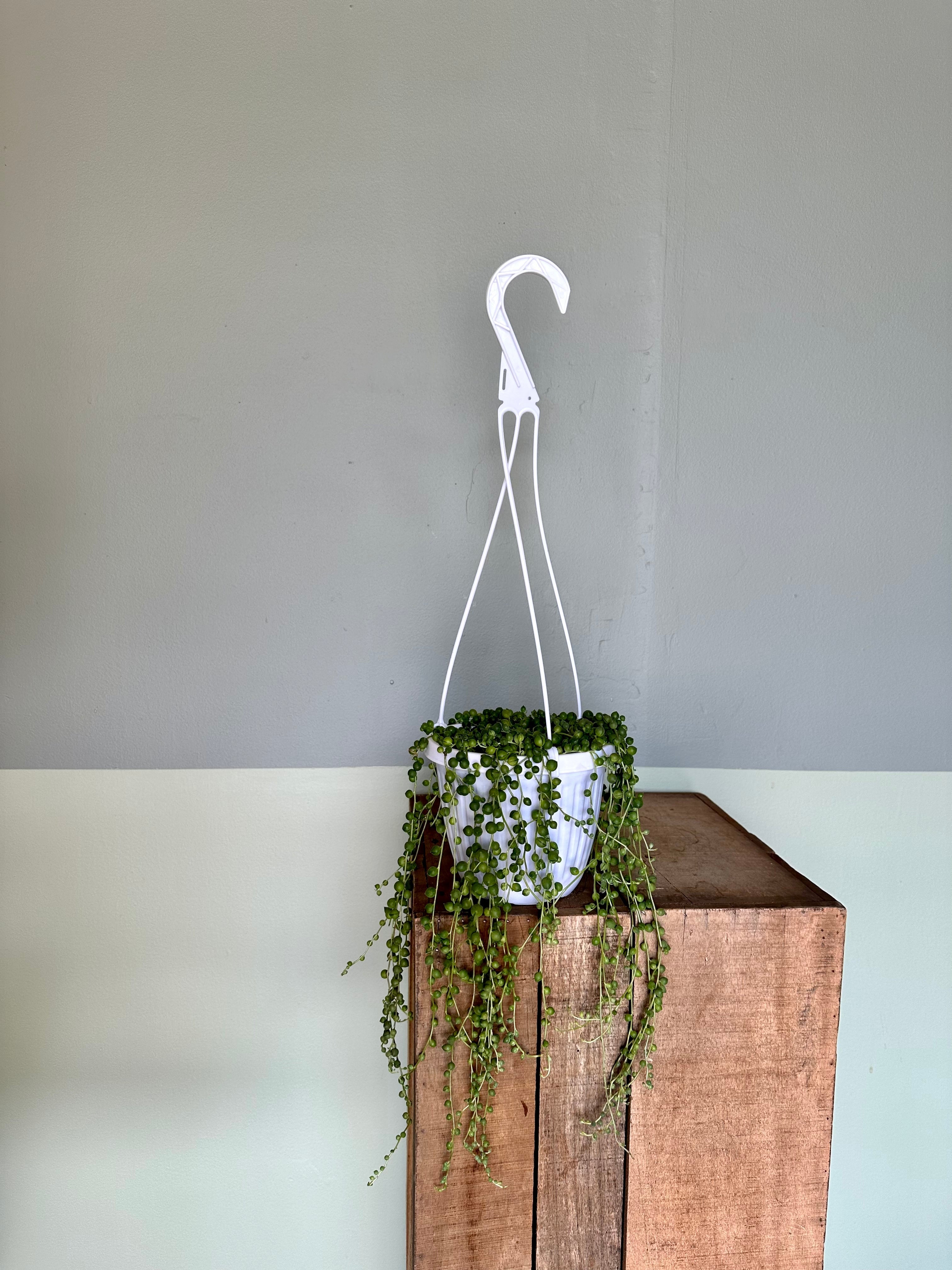 string of pearls hanging basket shop now at flower + furbishbright indirect light, Dry, pet friendly