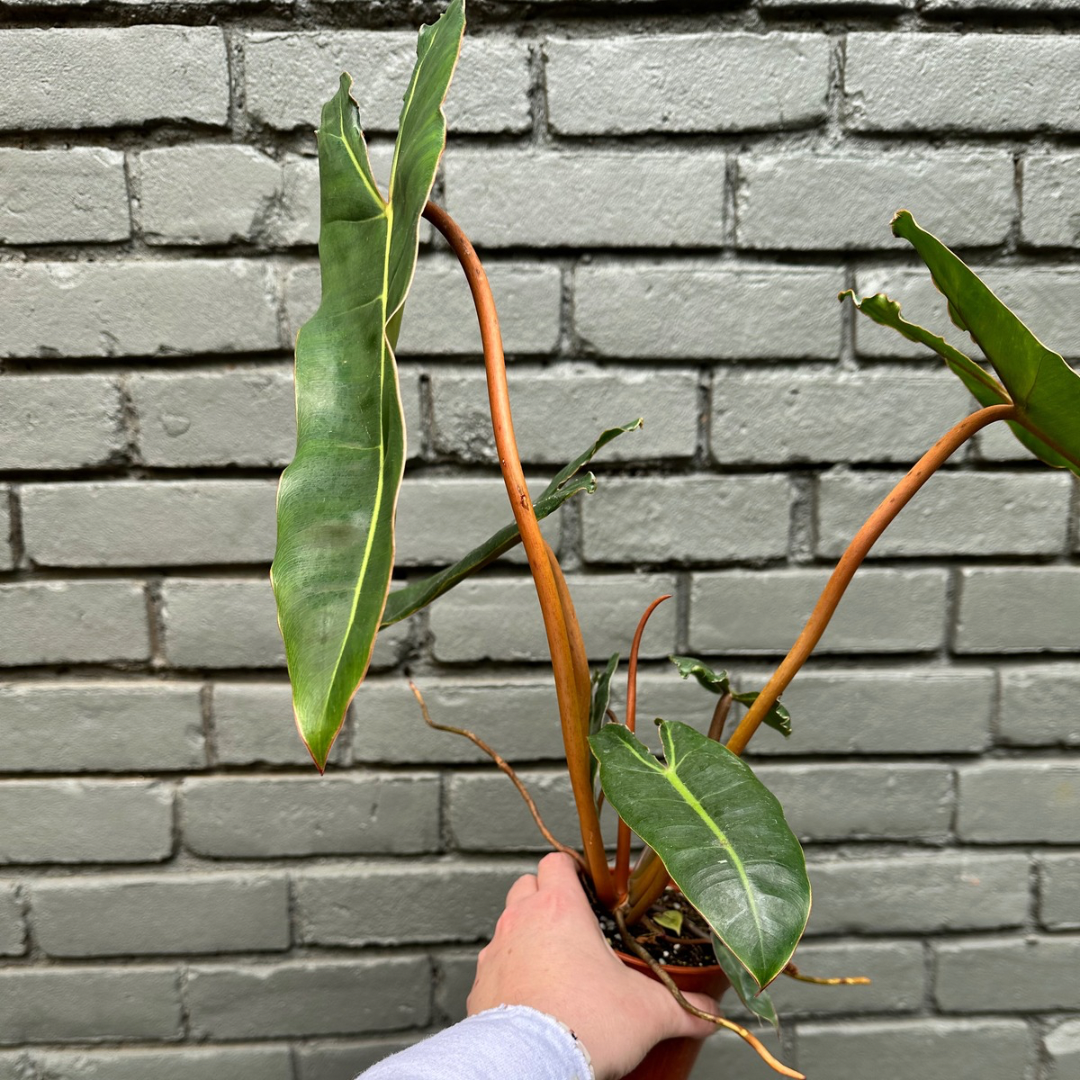 philodendron billietiae (billie) philodendron from flower + furbish Shop now at flower + furbish