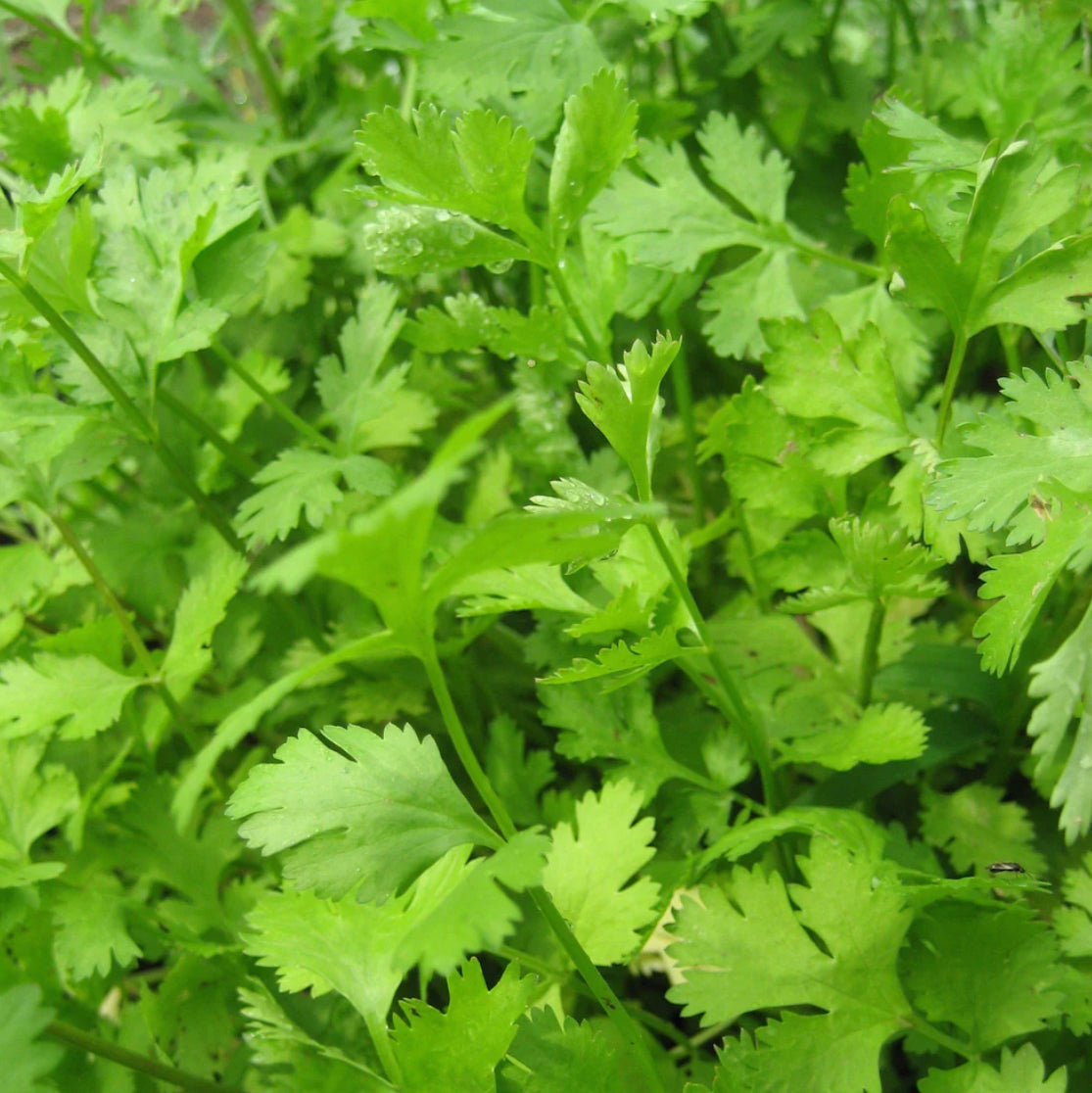 hudson valley cilantro seeds seed from flower + furbish Shop now at flower + furbish