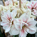 amaryllis aquaro shop now at flower + furbishBulbs, garden, shipping