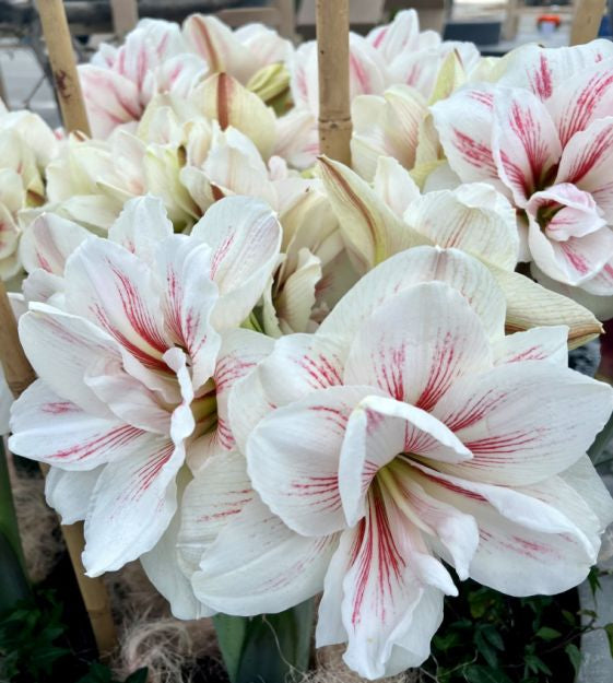 amaryllis aquaro shop now at flower + furbishBulbs, garden, shipping