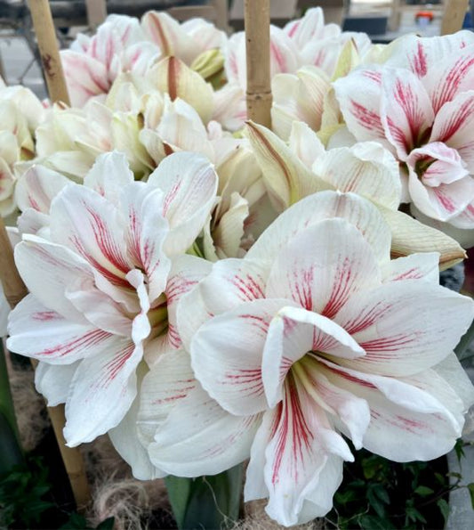 amaryllis aquaro shop now at flower + furbishBulbs, garden, shipping