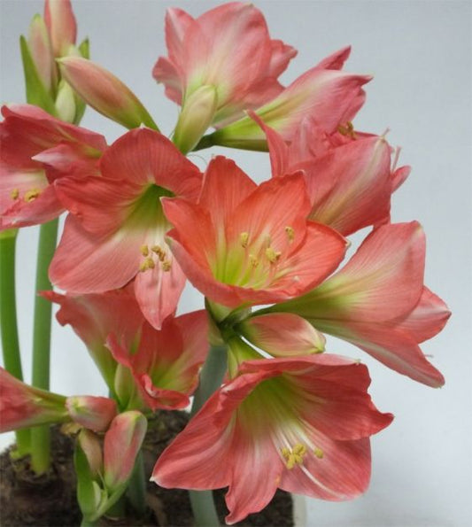 amaryllis belladonna shop now at flower + furbishBulbs, garden, shipping