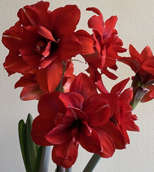 amaryllis double king shop now at flower + furbishBulbs, garden, shipping