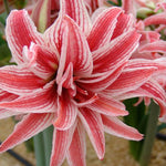 amaryllis doublet shop now at flower + furbishBulbs, garden, shipping