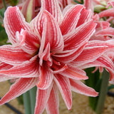 amaryllis doublet shop now at flower + furbishBulbs, garden, shipping